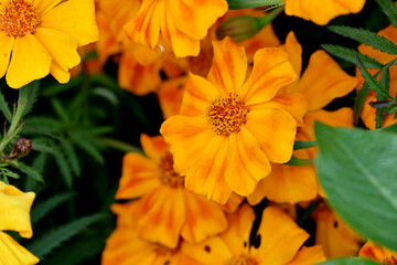 closeup the bunch orange marigold flower with leaves in the garden over out of focus green background.