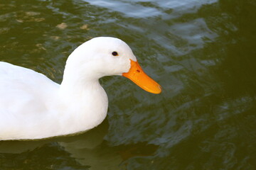 duck on the water