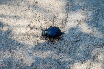 Ein dicker runder schwarzer Käfer im Sand. Nahaufnahme eines kleinen Käfers.
