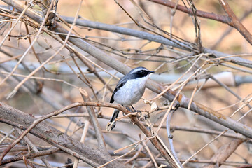 closeup the small white black wagtail birds sitting and holding tree plant branch over out of focus brown background.
