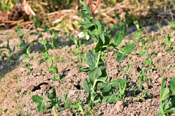 closeup the green ripe peas with plant and leaves growing in the farm over out of focus green brown background.
