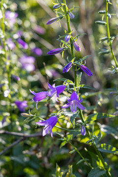 Purple bellflowers or nettle leaved Campanula trachelium are on a beautiful colored blurred green and violet background. Vertical