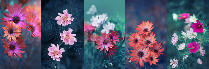 kwiaty, kolaż, kolory natury