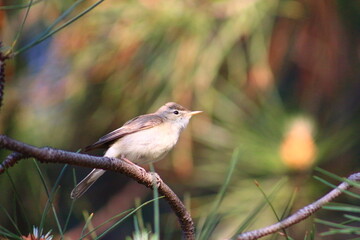 robin on a branch