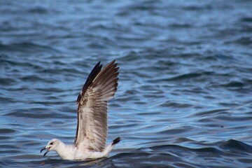 seagull on the sea