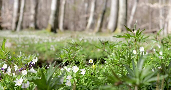 Wood anemones growing in early springtime in a Swedish forest. This is southern Sweden. Wind is slowly rocking the flowers. 4k