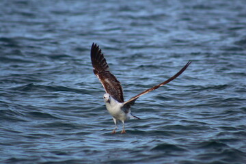 seagull on the sea