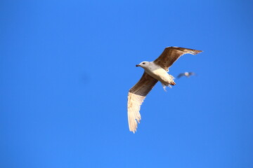 seagull in flight