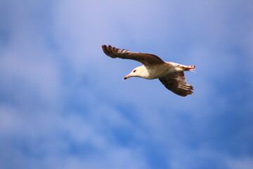 seagull in flight