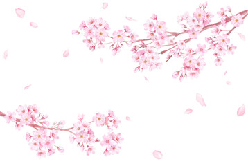 Fototapeta na wymiar 春の花：さくらと散る花びらのフレーム。左右から伸びる枝。水彩イラスト。