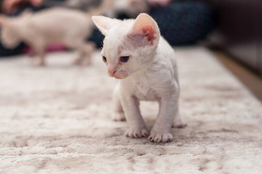 decon rex kittens at home