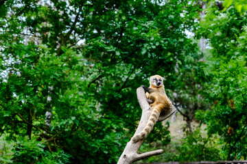South American coati sitting on a tree