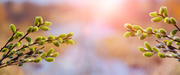 Obraz premium Willow branch with catkins near river on a blurred light background. Easter background