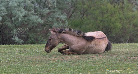 Foal on a desert island. Natural habitat. This is a photograph of wild mammals in the wild. Location: Danube Delta. Odessa region, Ukraine.