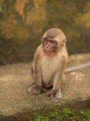 Young monkey close-up in Thailand Soft Focus.