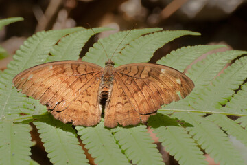 Common Baron butterfly (Euthalia aconthea) mud puddling , ie, sucking up fluid from moist area. Image shot at Sikkim, India.