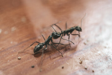 Black garden ant or common black ant