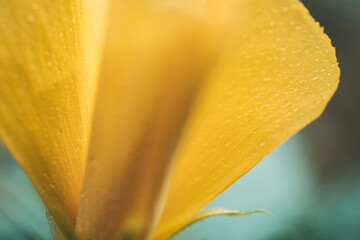 Close-up of yellow flower with water drops on petals