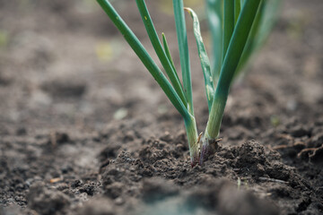 scallion or green onion clump in garden with sunlight and blurred background. selective focus