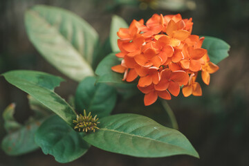 Orange flowers of jungle geranium