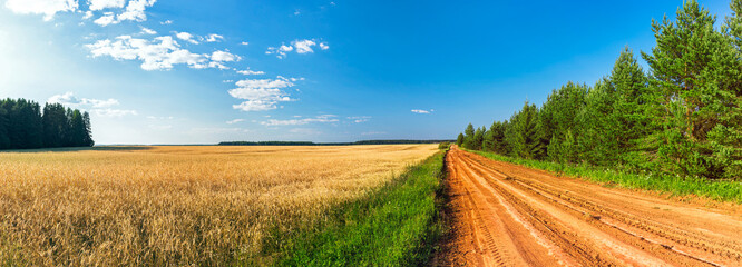 dirt road in a wheat field and a forest on a sunny summer day