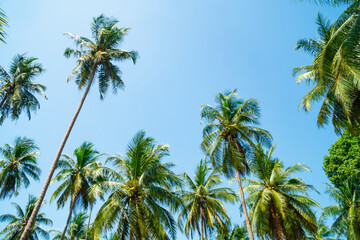coconut trees in the garden lots against the bright blue sky. Looking up at the top of the coconut palms on the blue sky in southern Thailand.