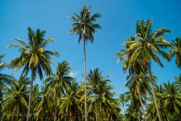 Fototapeta na wymiar coconut palms on the blue sky in southern Thailand, coconut trees in the garden lots against the bright blue sky.