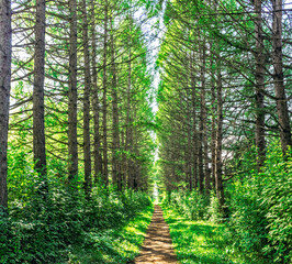 Fototapeta premium footpath in the forest on a sunny summer day