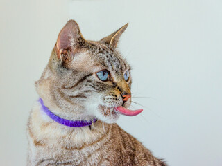 portrait of grey tabby cat with tongue out