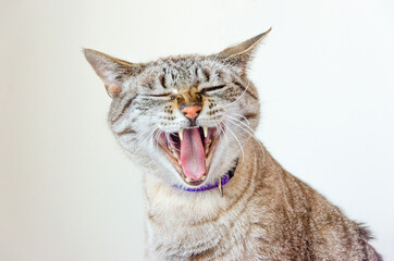 portrait of a grey tabby cat yawning