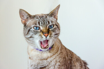 portrait of a grey tabby cat yawning