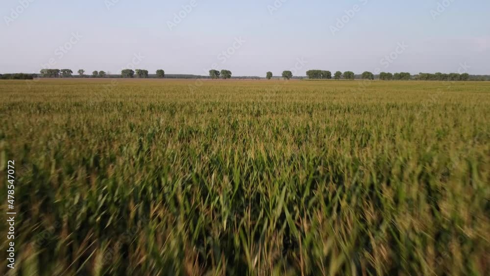 Canvas Prints Over the field of corn in the countryside. Aerial footage