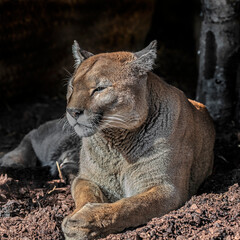 Cougar at rest in its enclosure. Latin name - Puma concolor	