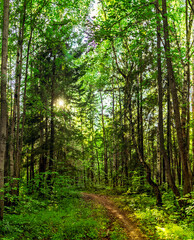 Obraz premium footpath in the forest on a sunny summer day