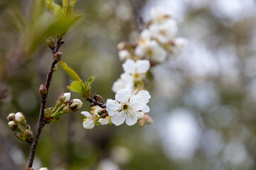 beautiful flowers of apple tree in spring
