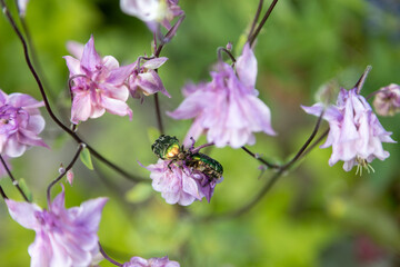 Two Golden Rose Beetles forage on pink flowers