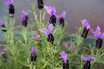 A bee searches for pollen on a crested lavender, Lavandula stoechas.