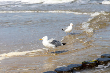Seagulls on the beach of the Baltic Sea looking for food