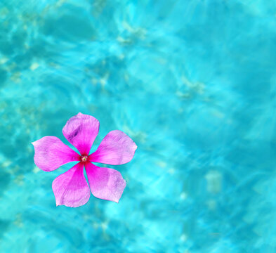 Background Flower
Katarantus, periwinkle, lies in a pool on the water. SPA-center. Rest and relaxation concept.