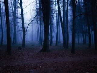 Obraz premium Gloomy dark forest at dusk. Mysterious autumn forest in blue colors. Twilight in the woods. Spooky place.