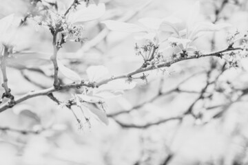 bäume im frühling äste nnahaufnahme park deutschland