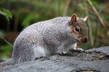 squirrel in the park