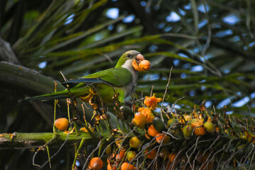 young monk parakeet (myiopsitta monachus), or quaker parrot © Chris Peters
