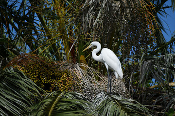 Great egret (Ardea alba) in a palm tree