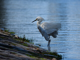 snowy egret (Egretta thula) fishing in a lake
