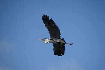 cocoi heron (Ardea cocoi) in flight in a park in Buenos Aires
