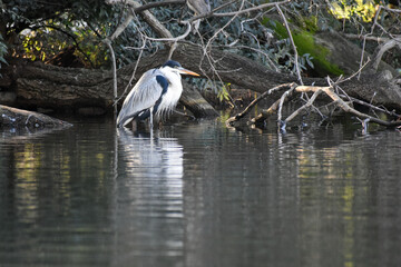 cocoi heron (Ardea cocoi) in a lake