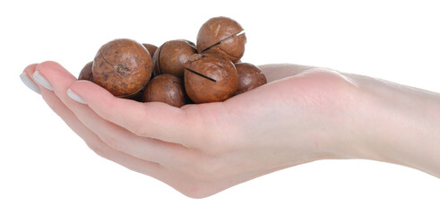 Macadamia nuts in hand on white background isolation