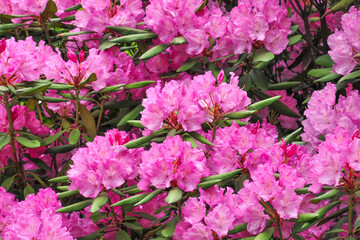 Obraz na płótnie Canvas blooming pink rhododendrons