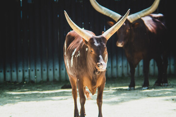 Wasserb&uuml;ffel im Zoo